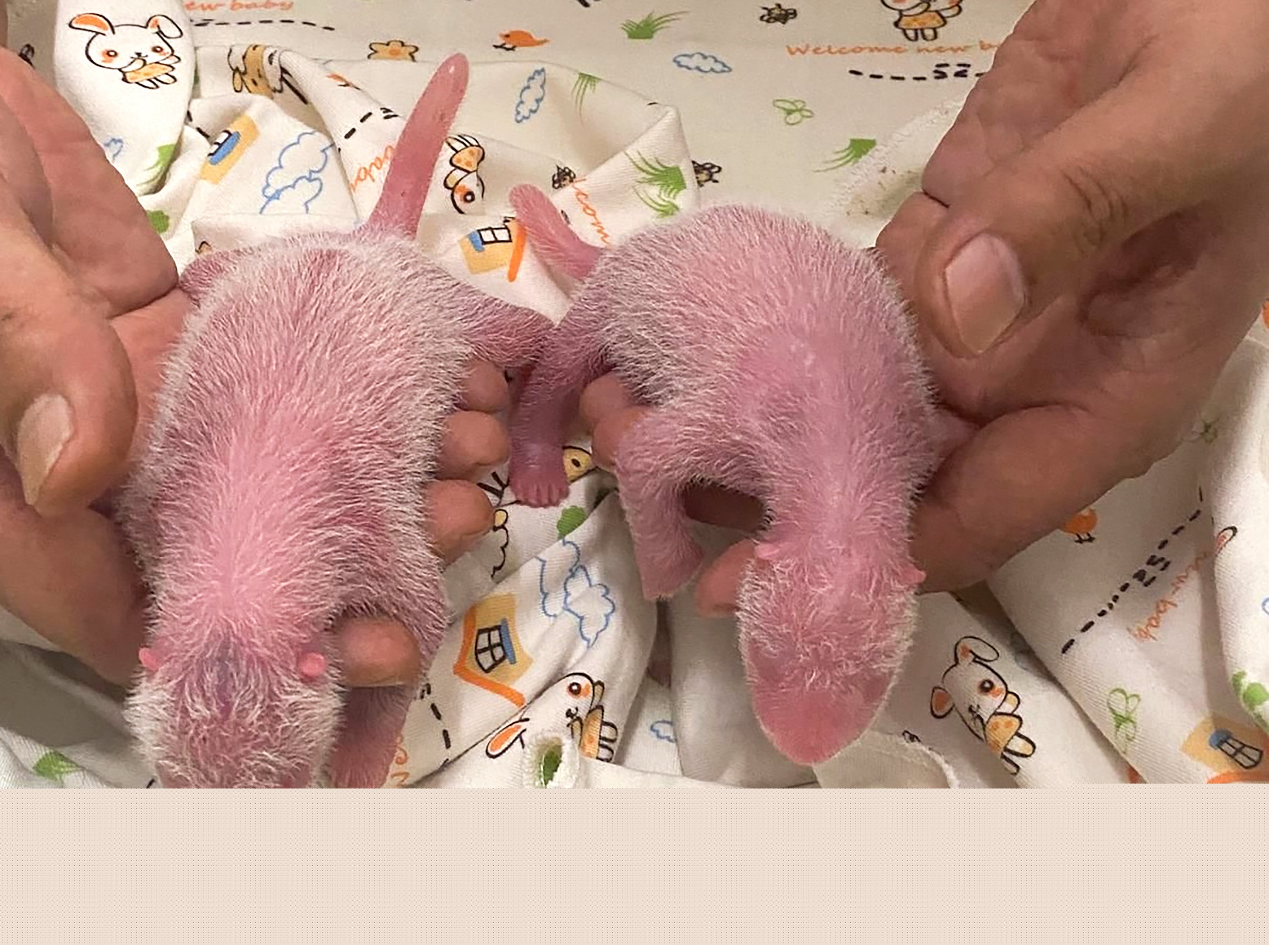 Hong Kong’s baby panda twins mark their one-week birthday. Photo: Ocean Park