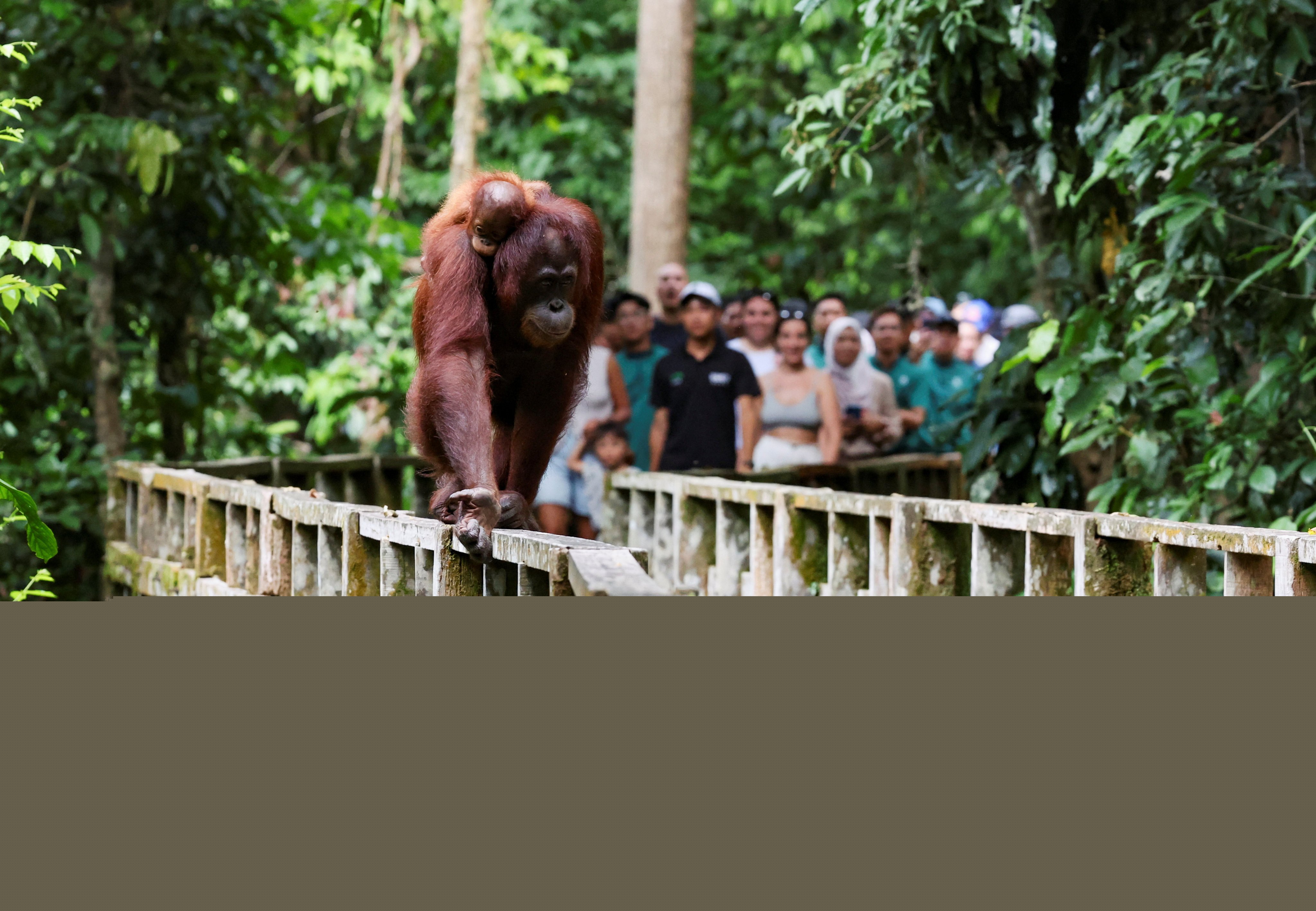 A female Bornean orangutan carries her offspring at a rehabilitation centre in Sepilok, Malaysia. Photo: Reuters