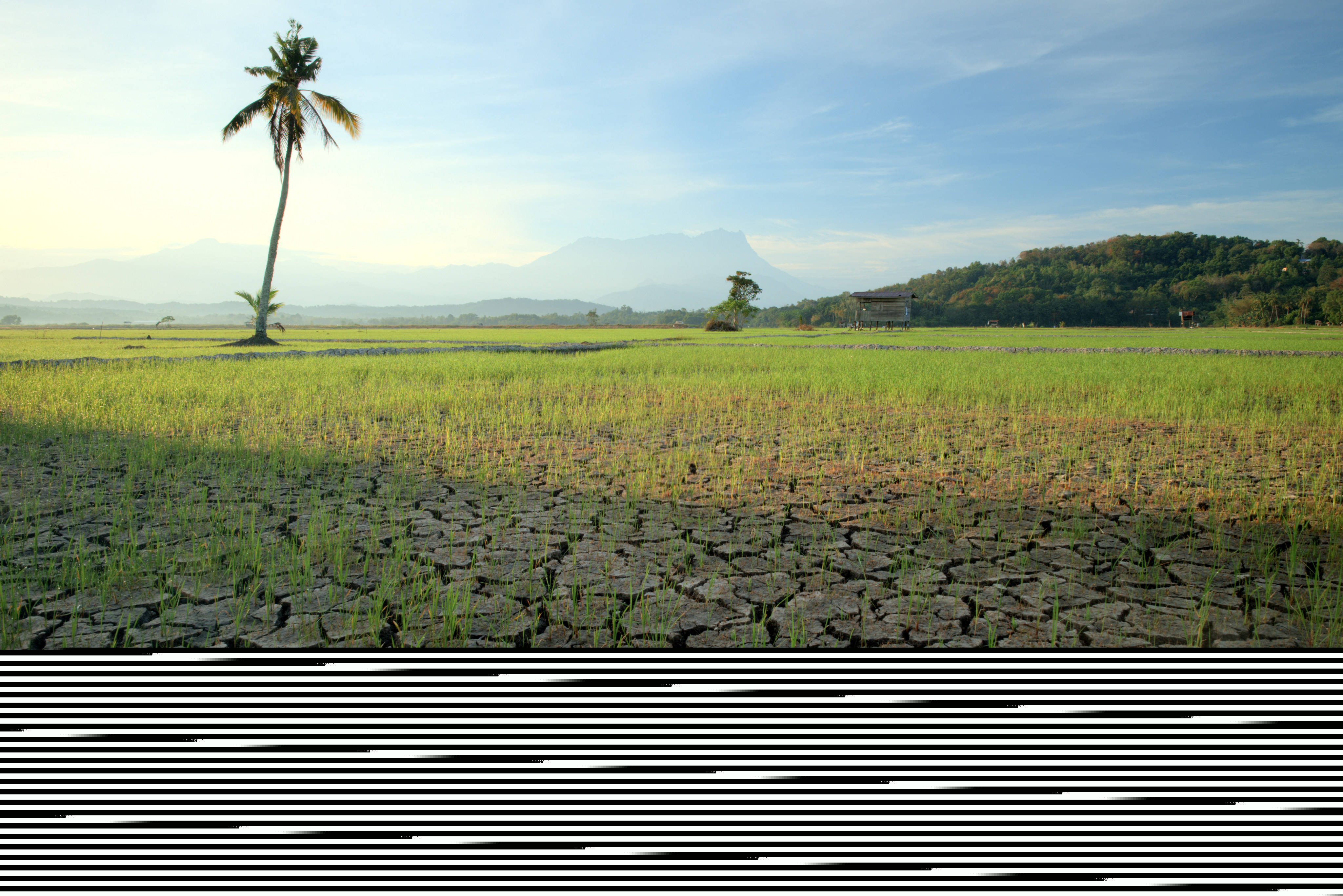 Cracked soil in a dried paddy field in Malaysia. Photo: Shutterstock